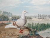 BALDAUF Jean Pigeon Perched On A Bank With Trees Beyond BALDAUF Jean Pigeon Perched On A Bank With Trees Beyond
