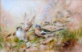 BALDWYN Charles Henry C. A Group Of Finches BALDWYN Charles Henry C. A Group Of Finches
