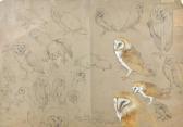 BALDWYN Charles Henry C. Barn Owl Studies BALDWYN Charles Henry C. Barn Owl Studies
