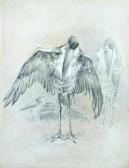 BALDWYN Charles Henry C. Studies Of A Greater Adjutant Stork Mantling BALDWYN Charles Henry C. Studies Of A Greater Adjutant Stork Mantling