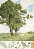 BANNWARTH Thomas Botanical Studies BANNWARTH Thomas Botanical Studies