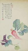 BAOCHEN LUO Vegetables BAOCHEN LUO Vegetables