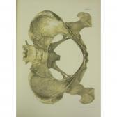 BARBOUR A.H.F. Spinal Deformity In Relation To Obstetrics BARBOUR A.H.F. Spinal Deformity In Relation To Obstetrics