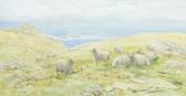 BARKER G. Sheep On A Clifftop BARKER G. Sheep On A Clifftop