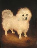 barnes latham A Portrait Of A French Poodle barnes latham A Portrait Of A French Poodle