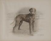 BARTLETT Onslow Great Dane BARTLETT Onslow Great Dane