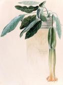 BASTANIER Hanns Stilleben Mit Trompetenblume BASTANIER Hanns Stilleben Mit Trompetenblume