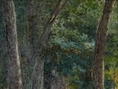 BATURIN Viktor Pavlovich Forest Path BATURIN Viktor Pavlovich Forest Path