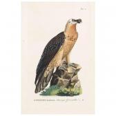 BAUMANN Johann Naturgeschichte Der Vögel Deutschlands, Nach Eigener Erfahrung Entworfen… Herausgegeben Von Dessen Sohne Johann Friedrich Naumann. BAUMANN Johann Naturgeschichte Der Vögel Deutschlands, Nach Eigener Erfahrung Entworfen… Herausgegeben Von Dessen Sohne Johann Friedrich Naumann.
