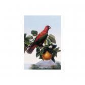 BECK Mae A Chattering Lory Sitting On A Branch Of An Orange Tree This Lot Contains 1 Item(s). BECK Mae A Chattering Lory Sitting On A Branch Of An Orange Tree This Lot Contains 1 Item(s).
