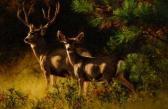 BEECHAM Greg Oak Brush Mulies BEECHAM Greg Oak Brush Mulies