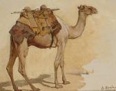 BEECHEY Anne Phyllis Study Of A Camel BEECHEY Anne Phyllis Study Of A Camel