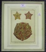 BENARD Robert Histoire Naturelle, Vers Echinodermes BENARD Robert Histoire Naturelle, Vers Echinodermes