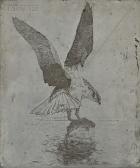 BENSON Frank Weston Fish Hawk BENSON Frank Weston Fish Hawk