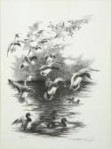 BERILLE Francis La Pose Des Canards BERILLE Francis La Pose Des Canards