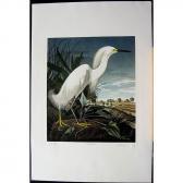 BERNARD LOATES M. Snowy Egret BERNARD LOATES M. Snowy Egret