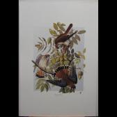 BERNARD LOATES M. Sparrow Hawk BERNARD LOATES M. Sparrow Hawk