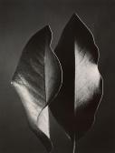 BERNHARD Ruth Two Leaves BERNHARD Ruth Two Leaves