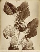 bernoud alphonse Images Of Flowers bernoud alphonse Images Of Flowers