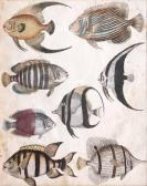 BERTUCH Johann Justin Tropical Fishes BERTUCH Johann Justin Tropical Fishes