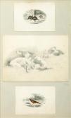 berwick Animal Studies berwick Animal Studies