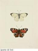 BESSA Pancrace Un Papillon Blanc BESSA Pancrace Un Papillon Blanc