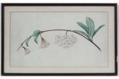 BEYER Johann Christian Wilhelm Botanical Image Of Flora Danca BEYER Johann Christian Wilhelm Botanical Image Of Flora Danca