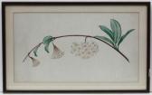 BEYER Josef Johann Still Life Of A Plant In Flower BEYER Josef Johann Still Life Of A Plant In Flower