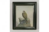 BIDDULPH S. A Peregrine Falcon On An Outcrop BIDDULPH S. A Peregrine Falcon On An Outcrop