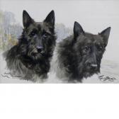 BINKS Reuben Ward Scottish Terriers BINKS Reuben Ward Scottish Terriers