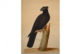 BLACK PARROT George Edwards Perrocquet BLACK PARROT George Edwards Perrocquet