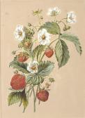 BLAKE Fanny Study Of Strawberries BLAKE Fanny Study Of Strawberries
