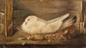 BLASCO Jose Ruiz Paloma Blanca BLASCO Jose Ruiz Paloma Blanca