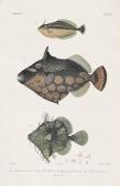 BLEEKER PIETER Atlas Ichhtyologique Des Indes Orientales, Néêrlandaises BLEEKER PIETER Atlas Ichhtyologique Des Indes Orientales, Néêrlandaises