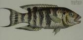 BLOCH Marcus Elieser Fishes BLOCH Marcus Elieser Fishes