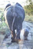 BLOOM STEVE Mother And Calf BLOOM STEVE Mother And Calf