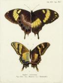 BOCK Josef Papilion Exoticorum: Six Plates BOCK Josef Papilion Exoticorum: Six Plates
