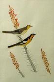 BOHL Walter E. Cardinal; Bullock's Oriole; Pyrrhiloxia; Scot's Oriole; Hooded Oriole; Cactus Wren (group Of Six) BOHL Walter E. Cardinal; Bullock's Oriole; Pyrrhiloxia; Scot's Oriole; Hooded Oriole; Cactus Wren (group Of Six)