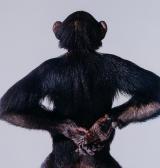 Bolam James Monkey Bolam James Monkey
