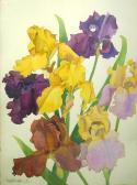 BOLINGBROKE Richard Iris 23 BOLINGBROKE Richard Iris 23