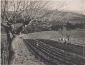 BOLOGNINI Gino Primavera E Pulizia Stradale BOLOGNINI Gino Primavera E Pulizia Stradale