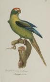 BOLTON James Harmonia Ruralis; Or, An Essay Towards A Natural History Of British Song Birds BOLTON James Harmonia Ruralis; Or, An Essay Towards A Natural History Of British Song Birds