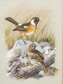 BOND Terance James Stonechats BOND Terance James Stonechats