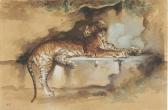 BONHEUR Rosa A Tiger Resting On A Ledge
BONHEUR Rosa A Tiger Resting On A Ledge