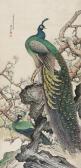 BONIAN Wu Peacock BONIAN Wu Peacock