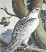 BOROWSKI George Heinrich Studies Of Birds BOROWSKI George Heinrich Studies Of Birds