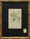 BORTZELLS A Brandspira, Pedicularis Flammea L BORTZELLS A Brandspira, Pedicularis Flammea L
