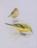BOYER THOMAS Yellow Warbler BOYER THOMAS Yellow Warbler