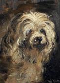 BOYES Sidney T Head Of A Long Haired Terrier BOYES Sidney T Head Of A Long Haired Terrier