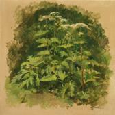 BRENDEKILDE Jørgen Hogweed. BRENDEKILDE Jørgen Hogweed.